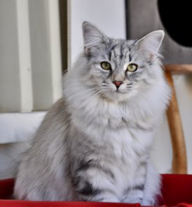 Lagertha