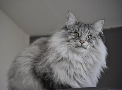 Lagertha